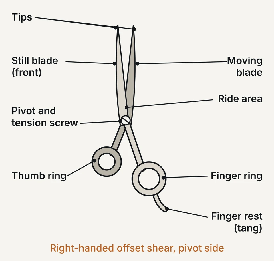 A right-handed offset shear, tips up, labelled: tips, still blade, moving blade, ride area, pivot and tension screw, thumb ring, finger ring and finger rest (tang).